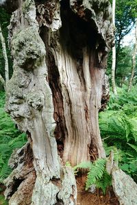 Close-up of tree trunk