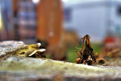 Close-up of insect on rock