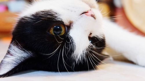 Close-up portrait of a cat