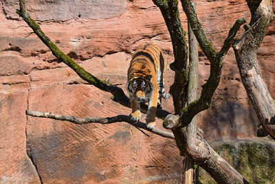 Tiger standing on bare tree against rock formation