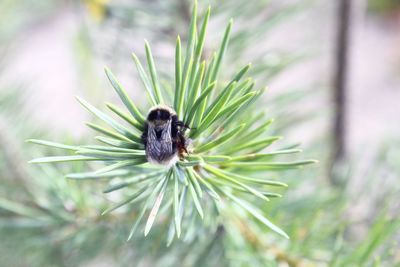 Close-up of honey bee on plant