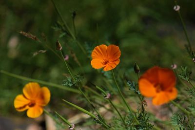 Close-up of orange cosmos flower blooming on field