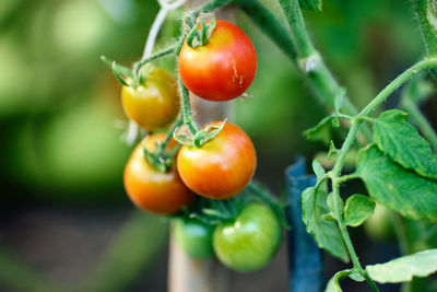 Close-up of tomatoes growing on plant
