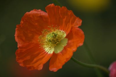 Close-up of orange poppy flower