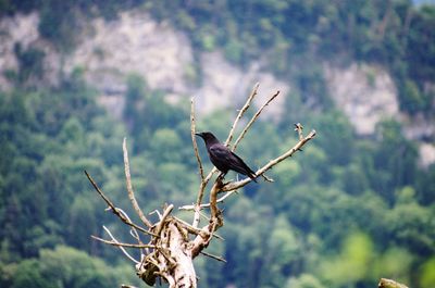 Close-up of bird perching on a tree