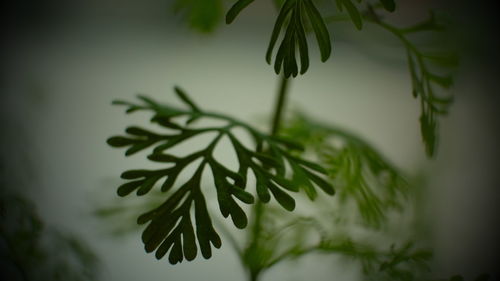 Close-up of plant growing on branch