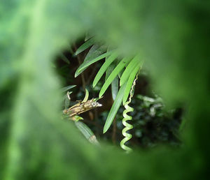 Close-up of plant