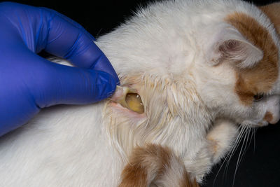 Close-up of hand holding cat