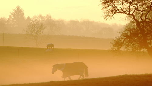 Horse grazing on field during sunset