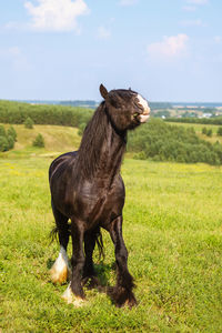 A beautiful brown horse with a long mane in the pasture at a horse farm. horse breeding