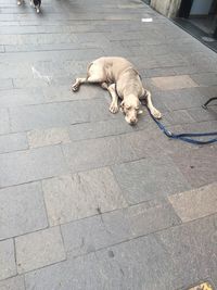 Dog looking away