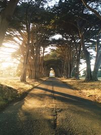 Road passing through forest