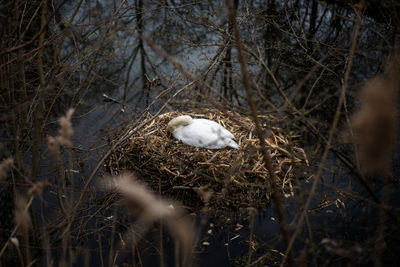 High angle view of swan in nest on lake