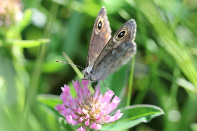 Close-up of butterfly on purple flower
