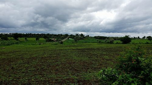 Scenic view of agricultural field against sky