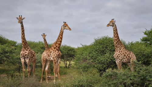 Giraffe standing on grass