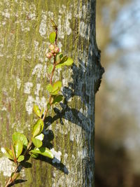 Close-up of lizard on tree trunk