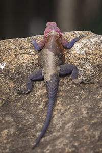 Close-up of lizard on rock