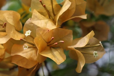 Close-up of yellow flowering plant leaves