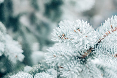 Close-up of frozen pine tree during winter
