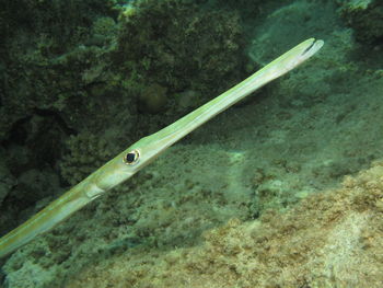 Close-up of fish swimming in sea