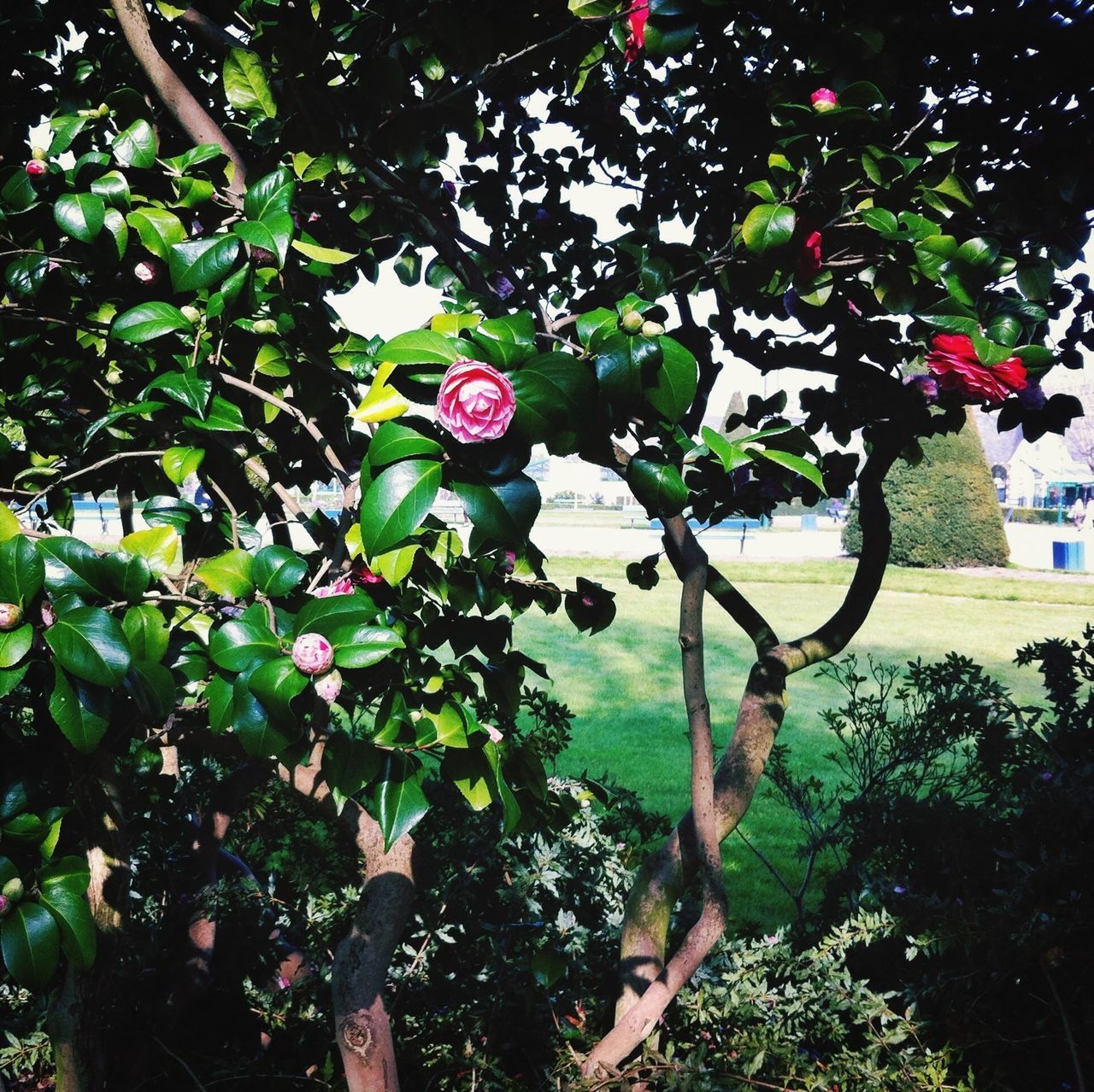 flower, growth, tree, freshness, leaf, plant, beauty in nature, nature, green color, pink color, branch, fragility, sunlight, park - man made space, day, outdoors, growing, petal, tranquility, blossom