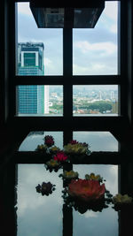 Close-up of flowers against sky