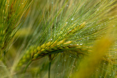 Close-up of wheat growing on field