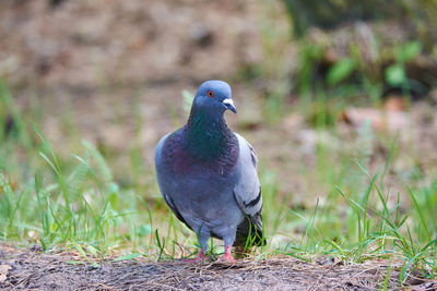 Close-up of pigeon perching on field