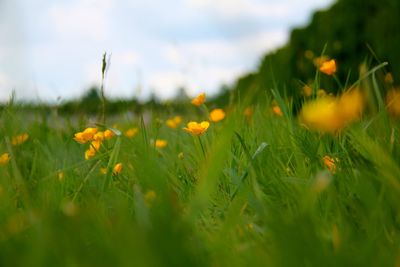 Close-up of yellow flowering plants on field