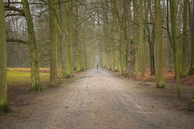 Footpath amidst trees in forest