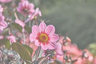 Close-up of pink flower