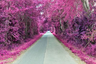 View of cherry blossom amidst trees