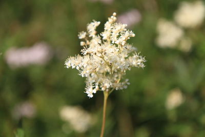 Close-up of white flowers