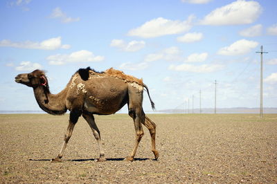 Side view of horse on field against sky
