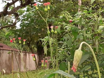 View of a bird on plants