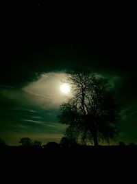 Trees against sky at night