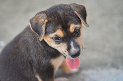 Close-up portrait of a dog