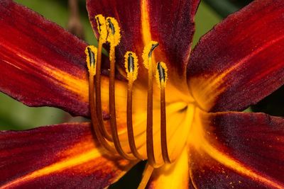 Close-up of red lily