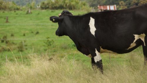 Cow standing in a field