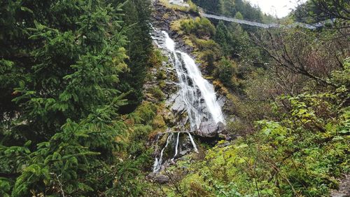 Scenic view of waterfall in forest