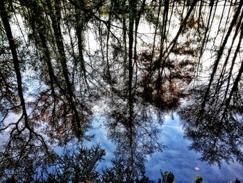 Low angle view of trees against sky