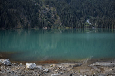 Scenic view of lake by trees in forest