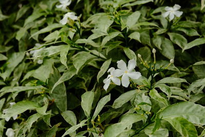 Close-up of white flowering plant