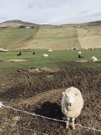 Sheep grazing on field