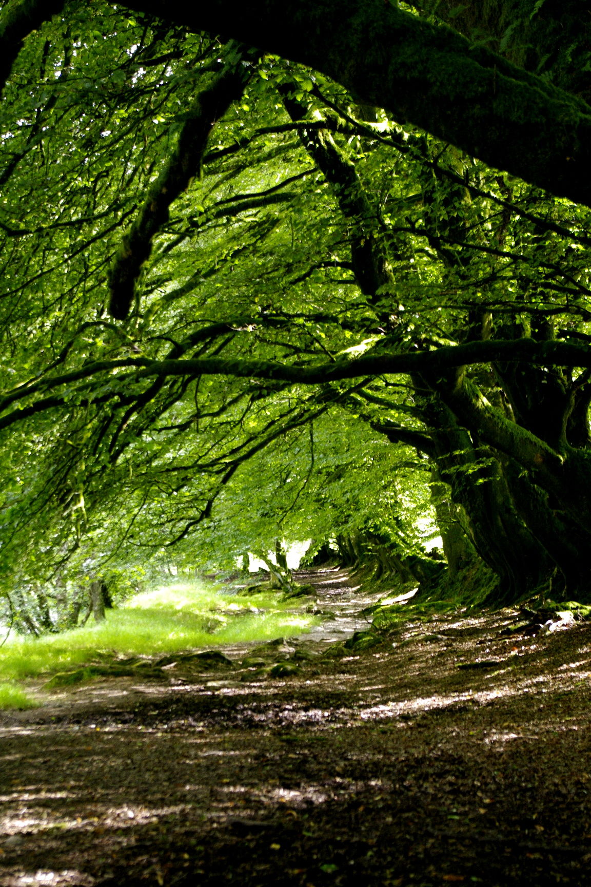 Exmoor forest