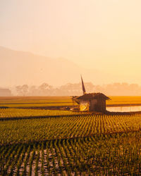 Scenic view of agricultural field against sky during sunset