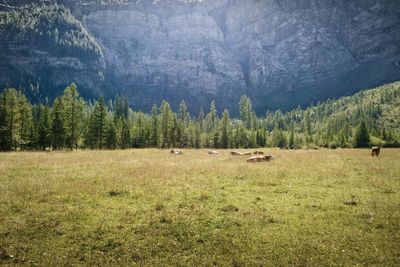 Scenic view of forest