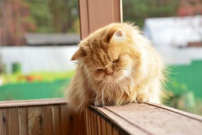 Persian cat sitting on retaining wall