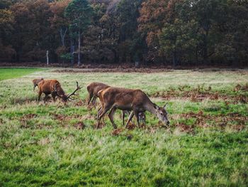 Deer in richmond park